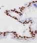 HIST1H4A Antibody (C-term)